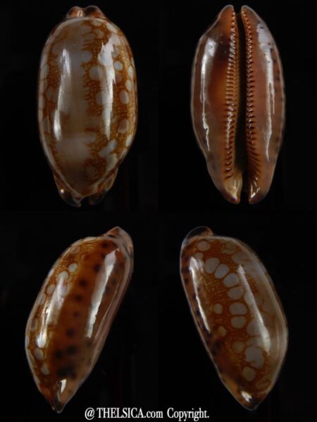 Mauritia scurra hivaensis 40,82 mm Gem -0