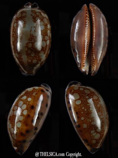 Mauritia scurra hivaensis ..Big size ... 47,20 mm Gem-0