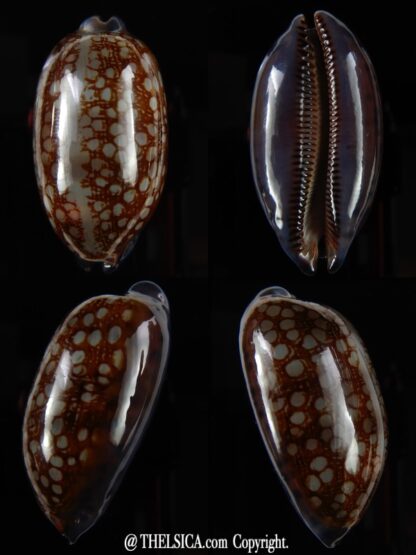 Mauritia scurra hivaensis ..Big size ... 49,66 mm Gem-0