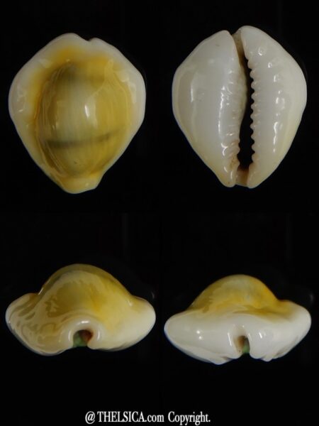 Monetaria moneta.. U.F.O. shape 24,65 X 21,21 mm Gem-0