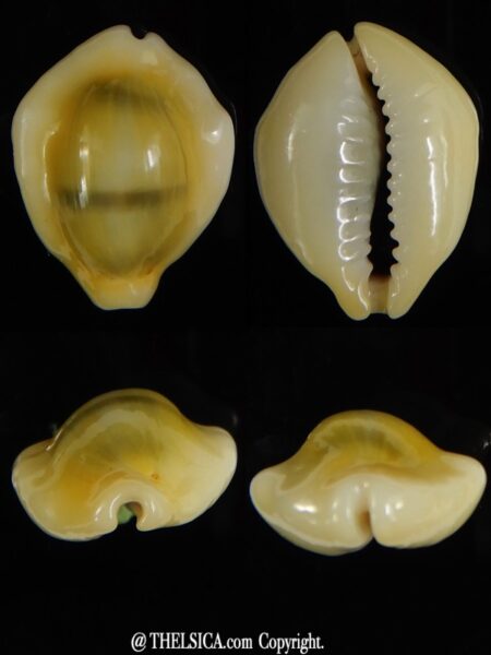 Monetaria moneta.. U.F.O. shape 25,50 X 19,98 mm Gem-0
