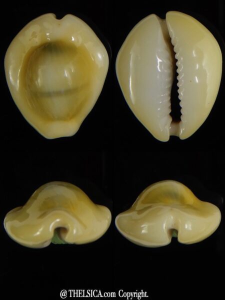 Monetaria moneta.. U.F.O. shape 25,76 X 21,53 mm Gem -0