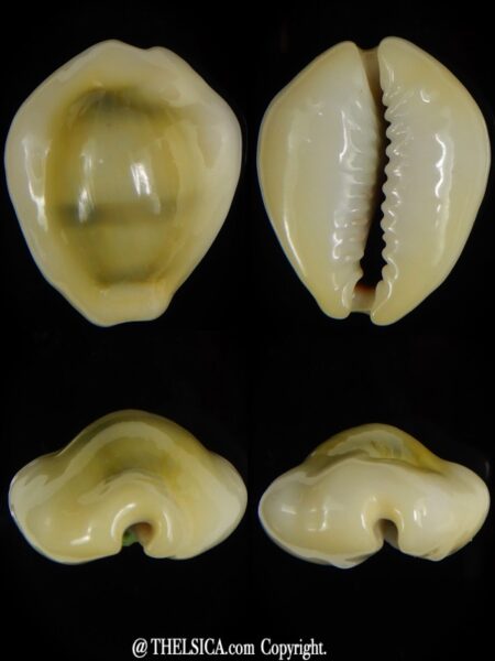 Monetaria moneta.. U.F.O. shape 28,29 X 23,42 mm Gem-0