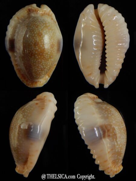 Naria erosa chlorizans ...rostrate ... 26,9 mm Gem -0