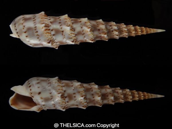 Oxymeris crenulata " F. fimbriata " 100.23 mm Gem-0
