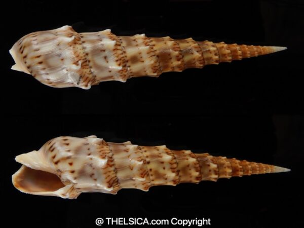 Oxymeris crenulata " F. fimbriata " 101.60 mm Gem-0
