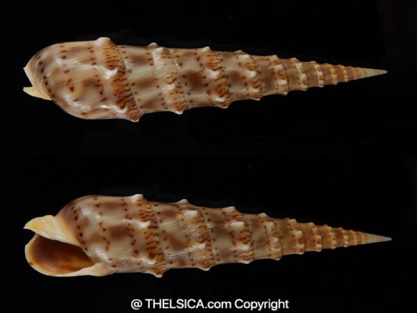 Oxymeris crenulata " F. fimbriata " 89.50 mm Gem-0