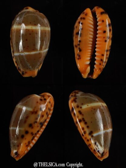 Palmadusta lutea bizonata 19,10 mm Gem-0