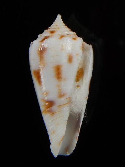 Phasmaconus santinii 20,94 mm Gem-48413