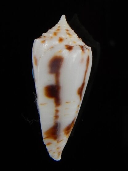 Phasmaconus santinii 20,94 mm Gem-48412