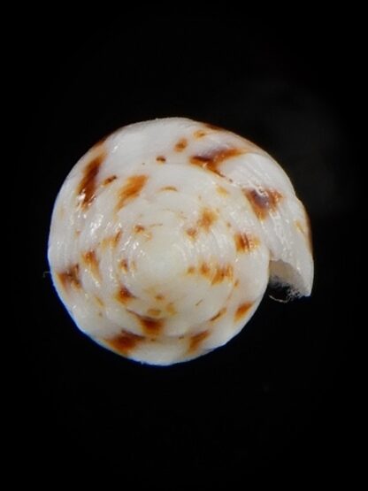 Phasmaconus santinii 20,94 mm Gem-48410