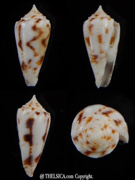 Phasmaconus santinii 20,94 mm Gem-0
