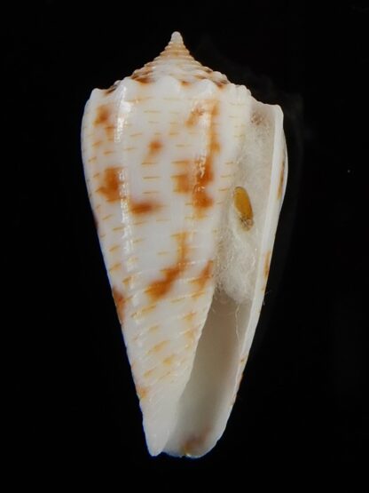 Phasmaconus santinii 24,04 mm Gem-48433