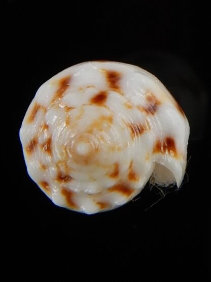 Phasmaconus santinii 24,04 mm Gem-48431