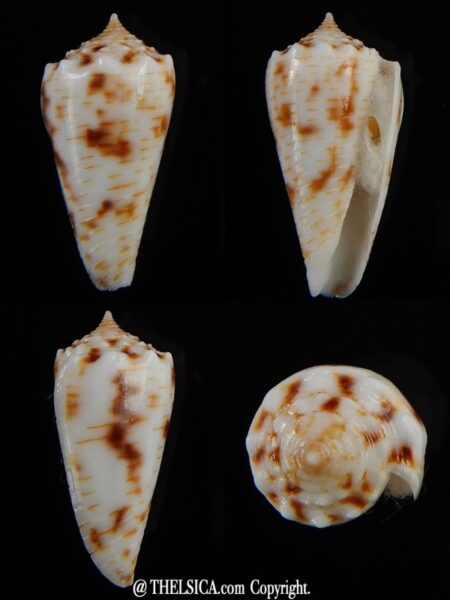 Phasmaconus santinii 24,04 mm Gem-0