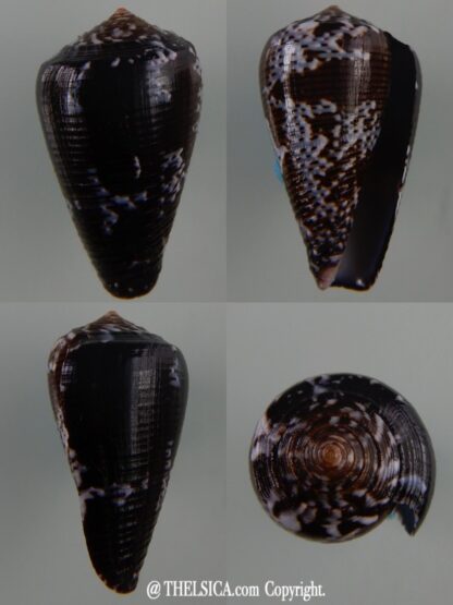 Pionoconus catus fuscoolivaceus...31,46 mm Gem-0