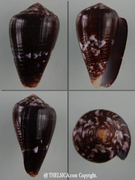 Pionoconus catus fuscoolivaceus...Big size ... 37,71 mm Gem-0