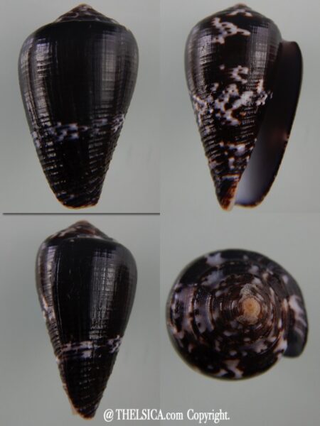 Pionoconus catus fuscoolivaceus...Giant ... 40,84 mm Gem -0