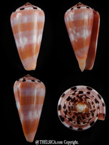 Pionoconus gauguini 56,82 mm Gem-0
