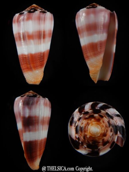 Pionoconus gauguini 61,54 mm Gem-0