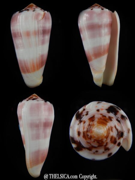 Pionoconus gauguini >>> Big size ... 70,22 mm F+++/Gem-0