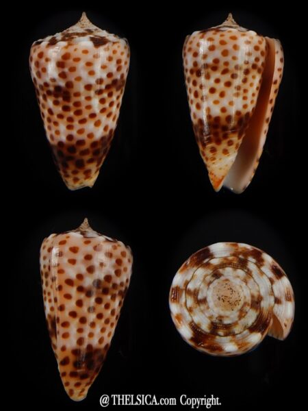 Puncticulus vautieri 27,35 mm Gem-0
