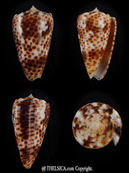 Puncticulus vautieri 28,30 mm Gem-0