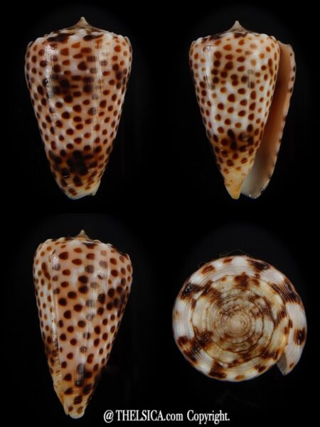 Puncticulus vautieri 28,37 mm Gem-0