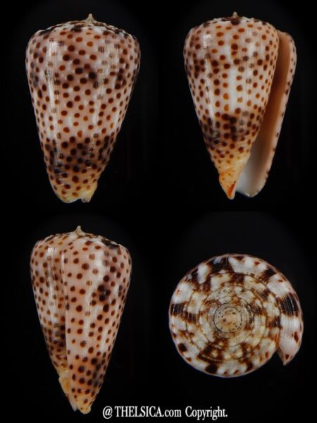 Puncticulus vautieri 28,77 mm Gem-0