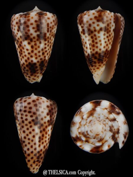 Puncticulus vautieri 31,32 mm Gem-0