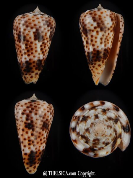 Puncticulus vautieri 32,38 mm Gem-0