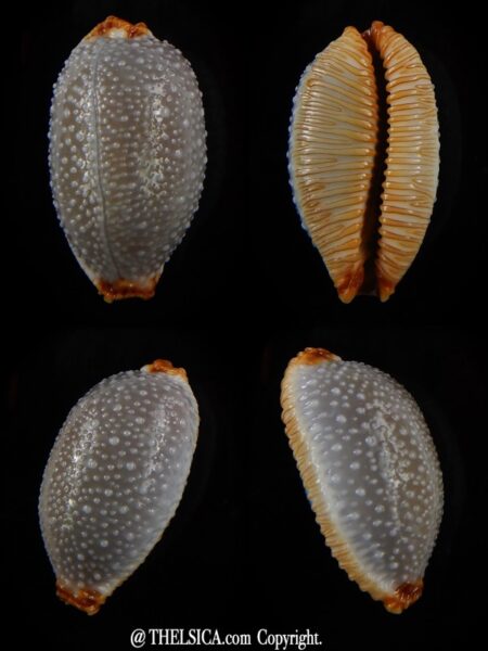 Staphylaea staphylaea 24,48 mm Gem-0