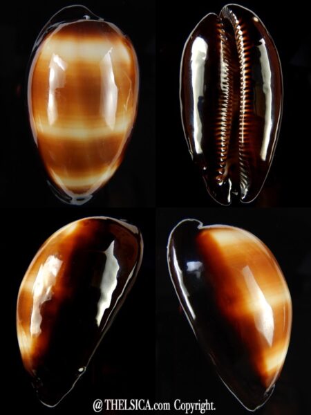 Talparia talpa vivida ..62,42 mm Gem (-)-0