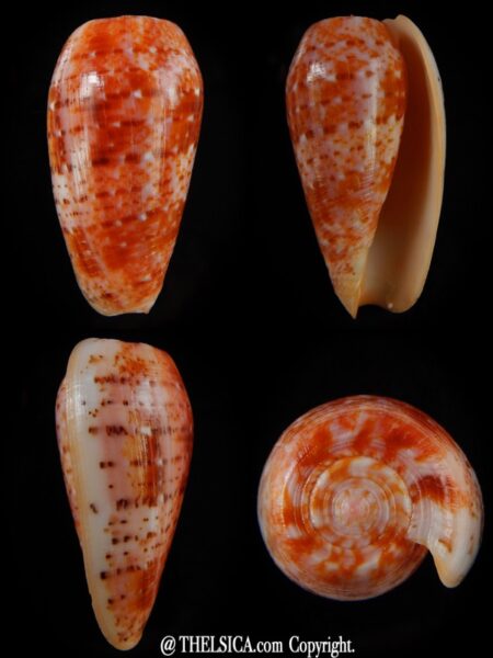 Textilia bullatus .. Fantastic colour 54,13 mm Gem-0