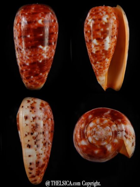 Textilia bullatus .. Fantastic colour 59,53 mm Gem-0