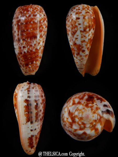 Textilia bullatus .. Fantastic colour 60,20 mm Gem-0