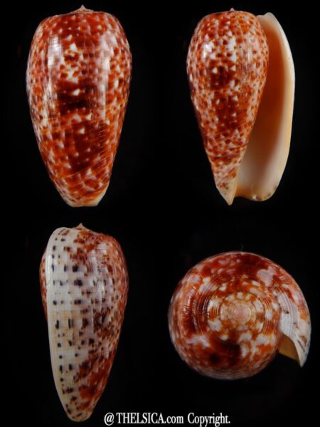 Textilia bullatus .. Fantastic colour 60,35 mm Gem-0