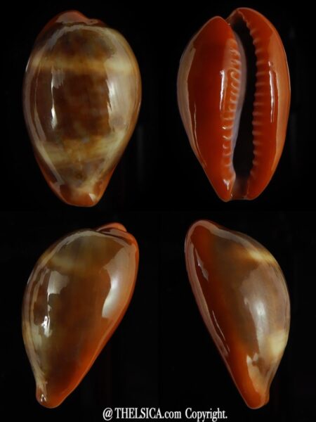 Zonaria pyrum insularum nigromarginata 31,38 mm Gem -0