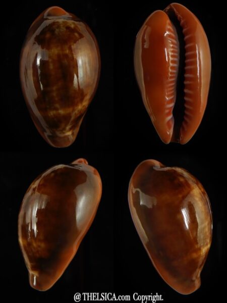 Zonaria pyrum insularum nigromarginata 34,20 mm Gem-0