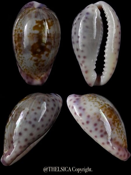 Zonaria sanguinolenta 19,9 mm Gem-0