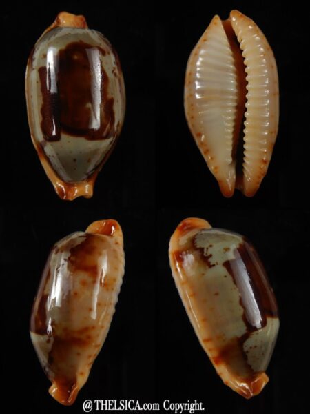Bistolida stolida " Olango " ... GIANT ... 34,07 mm Gem-0