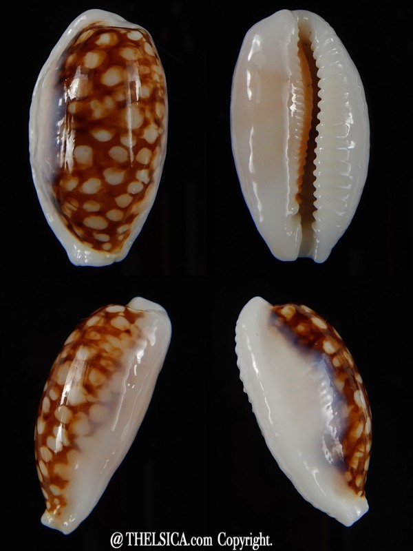 Cribrarula cribraria cribraria ... opalised ... 26,10 mm Gem-0