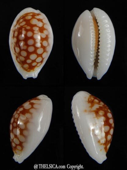 Cribrarula gravida ..WRS ..male... 19,57 mm Gem-0