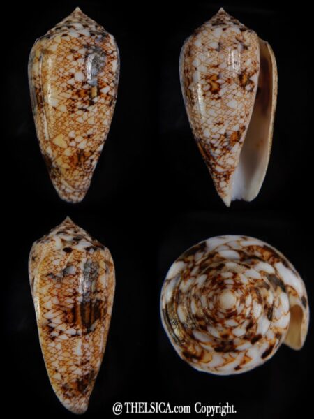 Cylinder victoriae complanatus 60,23 mm Gem-0