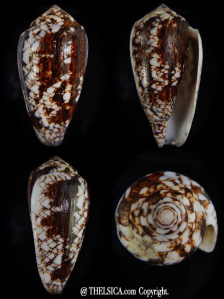 Conus victoriae 58,01 mm Gem-0