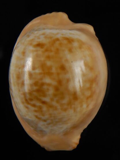 Cypraeovula fuscodentata sphaerica 29,75 mm Gem-49786