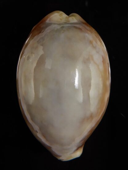 Lyncina vitellus vitellus overglazed 54,29 mm Gem-49309