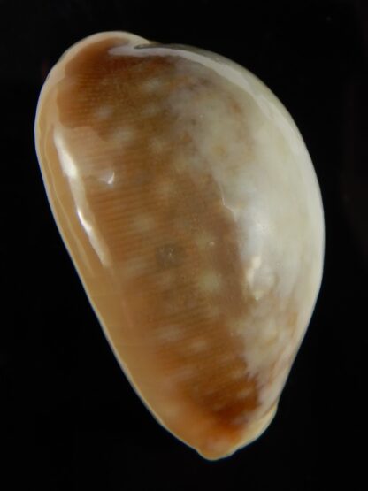 Lyncina vitellus vitellus overglazed 54,29 mm Gem-49314