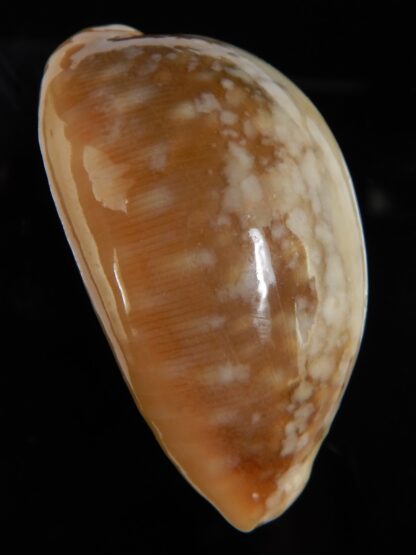 Lyncina vitellus vitellus overglazed 58,92 mm Gem-49329