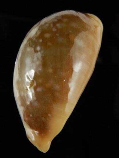 Lyncina vitellus vitellus overglazed 58,92 mm Gem-49326